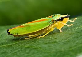 Sharpshooter Leafhoppers | Home
