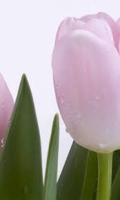 بينك توليب الخلفية تحميل إلى هاتفك النقال من Phoneky