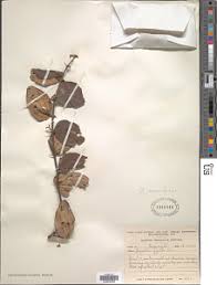 Image result for Orthopichonia schweinfurthii