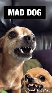 Mad Dog Killer Dog GIF - Mad Dog Killer Dog Dogs - Discover ...