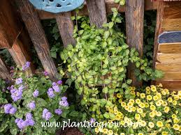 Image result for Vinca major