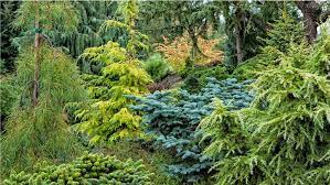 Where on the fern plant are sporangia and spores located? Dwarf Conifers Offer Big Solutions