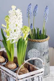 Forced bulbs are usually treated as annuals and discarded after they flower. How To Grow Hyacinths For Rich Spring Color And Sweet Perfume