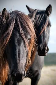 Black White And Brown Horses Beautiful Horse Photo Black And White Chestnut Brown Equine Art Fine Art Print Large Horse Print Chocolate Brown Horses Horse Photos Black Horses