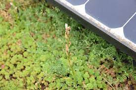 Fiction / july 30, 2016. A Rare Orchid That Vanished From The Uk Has Been Found On A London Roof Positive News