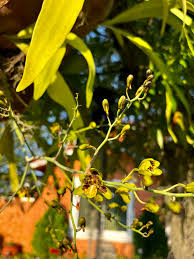 Image result for Graphorkis