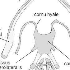 Check spelling or type a new query. Pdf Larval And Metamorphic Skeletal Development In The Fast Developing Frog Pyxicephalus Adspersus Anura Ranidae