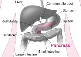 Image result for pancreas location