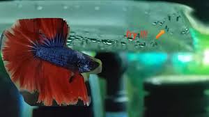 How To Breed Betta Fish Part 3 Betta Fish Eggs Hatching And Taking Care Of Betta Fish Fry Youtube