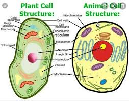 Plant cells can withstand a lot of variations in the surrounding medium as compared to animal cells because of cell walls. Describe Animal Cell And Plant Cell With Lebelled Digram Explain Briefly Brainly In