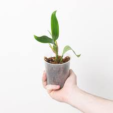 Image result for Bulbophyllum schinzianum