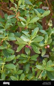 Image result for Myoporum laetum