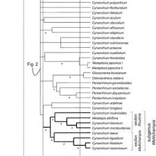 Image result for Cynanchum praecox