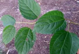 Image result for Hovenia dulcis