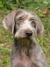 Image result for slovenský ohař hrubosrstý