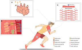 Frontiers Caffeine And Exercise Performance Possible Directions For Definitive Findings Sports And Active Living