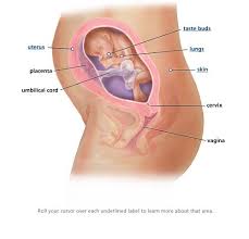 Pin On What My Baby Looks Like This Week