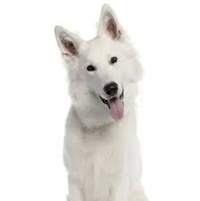 We did not find results for: White German Shepherd Dog Philippines Home Facebook