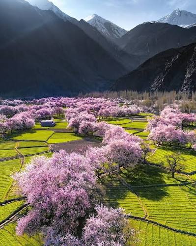 Spring blossoms in Gilgit Baltistan 🌸 📷 @abrar_khawja