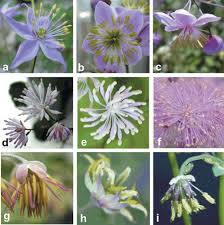 Image result for Thalictrum