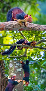 Yes Giant Technicolor Squirrels Actually Roam The Forests Of Southern India Rare Animals Cute Animals Animals