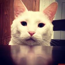 Kitty At Dinner Table Cute Cats Hq Pictures Of Cute Cats And Kittens Free Pictures Of Funny Cats And Photo Of Cute Kittens Cute Cats And Kittens Cats And