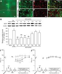 Go to www.bing.com25%, 30% : Bone Marrow Stromal Cells Produce Long Term Pain Relief In Rat Models Of Persistent Pain Abstract Europe Pmc