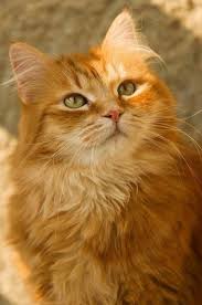 Beautiful Tabby Cat Yellow Orange Lovely Orange Tabby Cats Beautiful Cats Pretty Cats