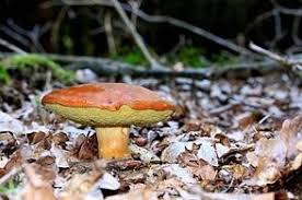 20 Essbare Waldpilze Die In Deutschland Heimisch Sind In 2020 Waldpilze Essbare Pilze Pilze