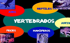Son animales que tienen un. Caracteristicas Y Clasificacion De Los Animales Vertebrados