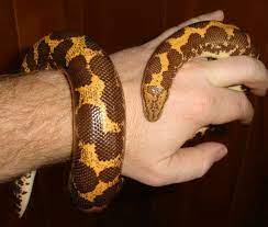 Pin On Herps And Inverts