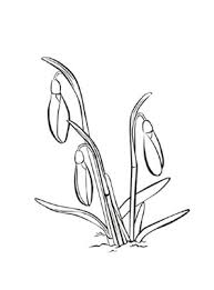 Ausmalbild Schneeglockchen Zum Ausdrucken Und Ausmalen Ausmalbilder Malvorlagen Kindergarten Blumen Schneeglock In 2020 Ausmalbilder Ausmalen Ausdrucken