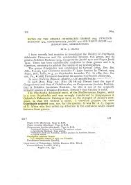 Image result for Oxyrhachis