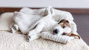 Do dogs need blankets in winter? The Best Dog Blankets Of 2020 Sleep Warmth Crate Covers And More