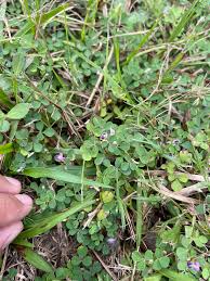 Image result for Grona triflora