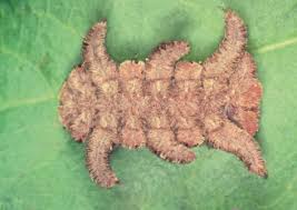 Image result for Ixora longipedunculata