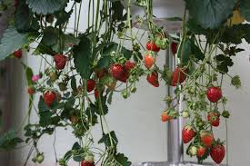 Für die von den besitzern gewünschten obstgehölze ist der vorgesehene gartenteil allerdings sehr knapp bemessen. Obstbaume Obststraucher Kaufen Native Plants