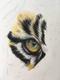 Draw a series of enclosed shapes on the right side of the tiger's face using curved lines. Tigerdrawing Hashtag On Twitter
