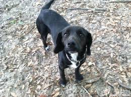 They are also social, friendly, and tend to be patient and gentle with children. Dog For Adoption Misty A Beagle Black Labrador Retriever Mix In Wilmington Nc Petfinder