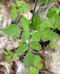 Image result for Searsia monticola