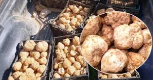 نبات الرعد الترفاس فطر نادر ذو قيمة غذائية عالية ينبت فى غرب مطروح على الأمطار الرعدية ومقوى جنسى ويعالج العديد من الأمراض وأسعاره تتراوح من 350 لـ600 جنيه للكيلو جرام صور