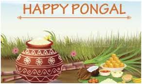 Pongal is one of the most popular harvest festival of south india, mainly tamil nadu. Vyr12cisexwsbm