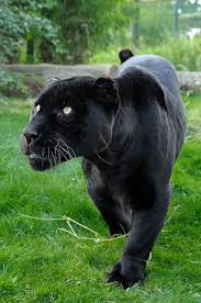 Black Jaguar Wild Cats Animals Beautiful Animals