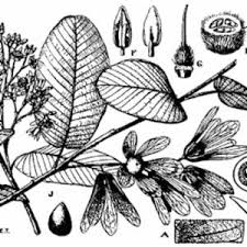 Image result for Monotes