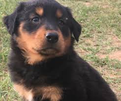 For sale foxy x jack russell pup located 30 minutes from mudgee. View Ad English Shepherd Litter Of Puppies For Sale Near Alabama Greenville Usa Adn 130129