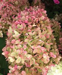 Water that you wash your rice.) hydrangeas are amazing flowers that can drastically change color depending on the acidity of the soil. Hydrangeas For Fall Color Faddegon S Nursery Inc