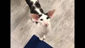 Beautiful oriental shorthair kittens available for christmas. Teddy The Most Famous Honking Oriental Shorthair Cat Youtube