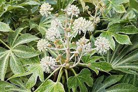 Fatsia japonica variegated is a evergreen shrub which is often known as caster oil plant, these plants have large hand style leaves and produces creamy white flowers. Plant Of Merit Fatsia Japonica Variegata Japanese Aralia Heraldnet Com