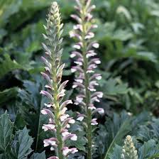 Image result for Acanthus polystachyus