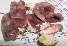 Image result for Russula mariae
